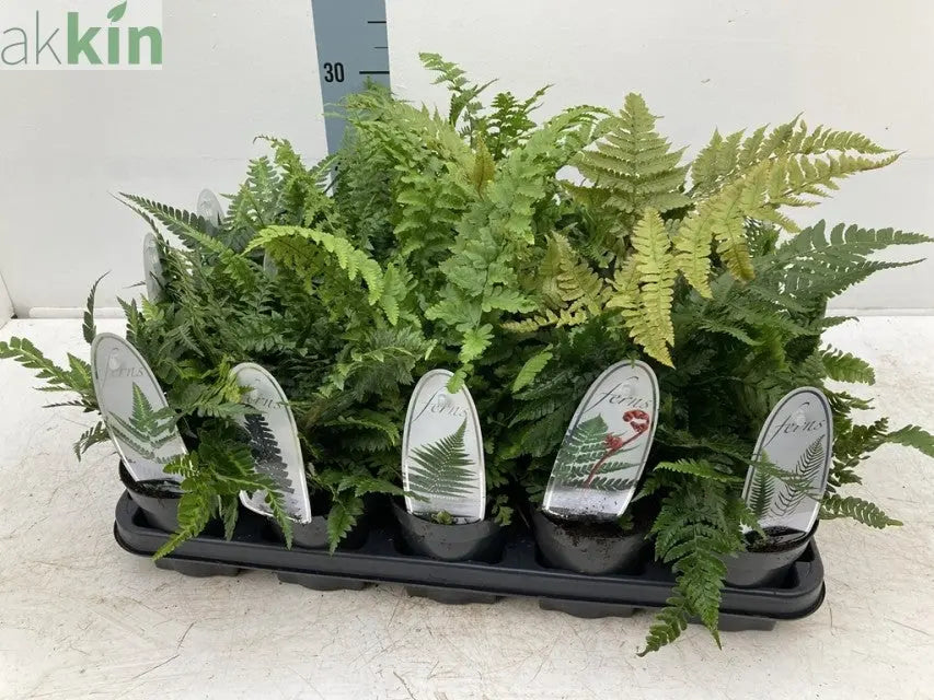 Mix of 3 Ferns 11cm / 2L / 3L One Click Plants