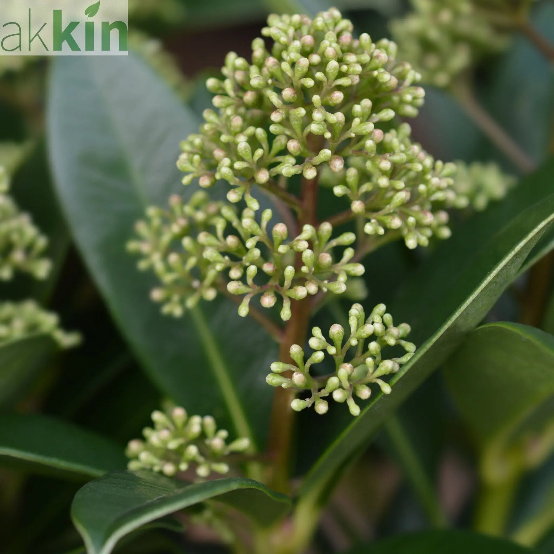 Skimmia japonica 'Fragrant Cloud' 9cm/2L/5L One Click Plants