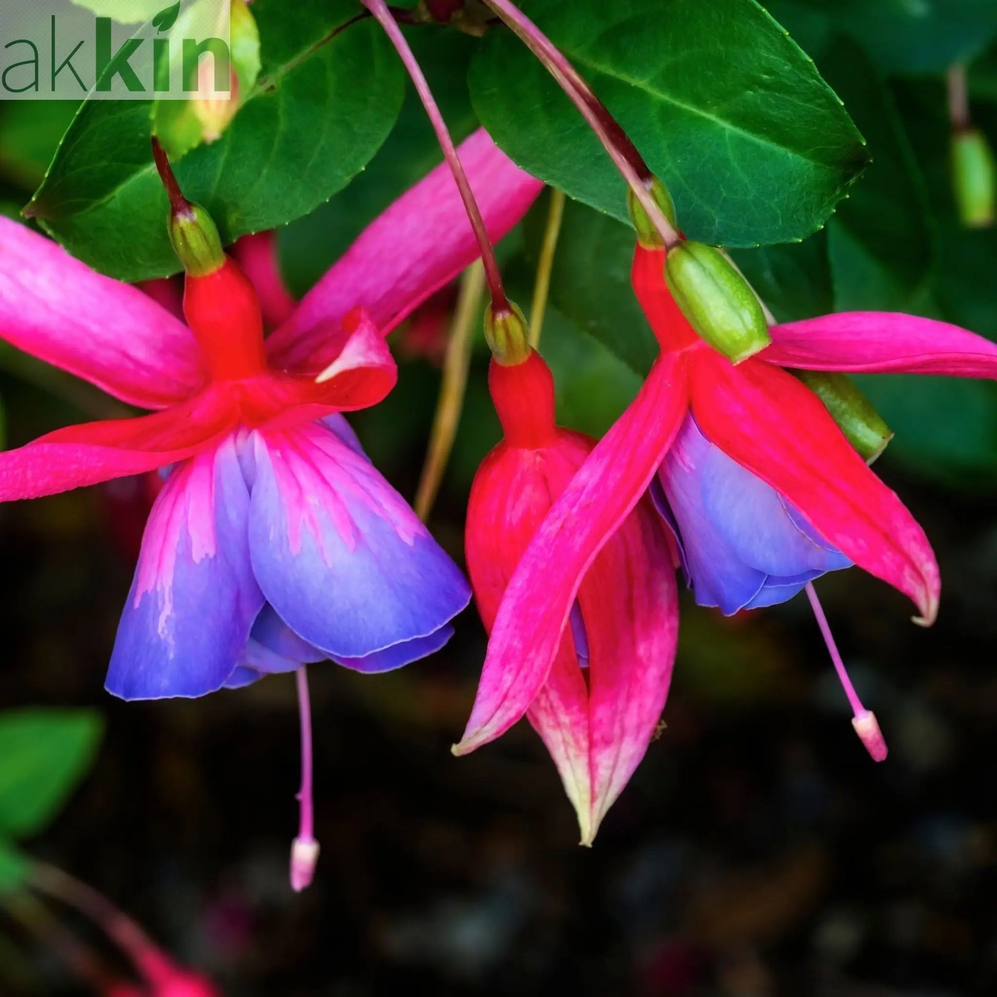 3 x Mixed Hardy Fuchsia 9cm One Click Plants