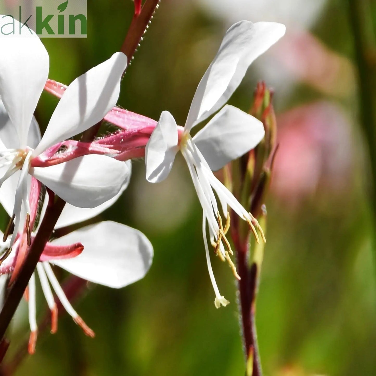 Gaura 'Whirling Butterflies' 9cm/2L One Click Plants