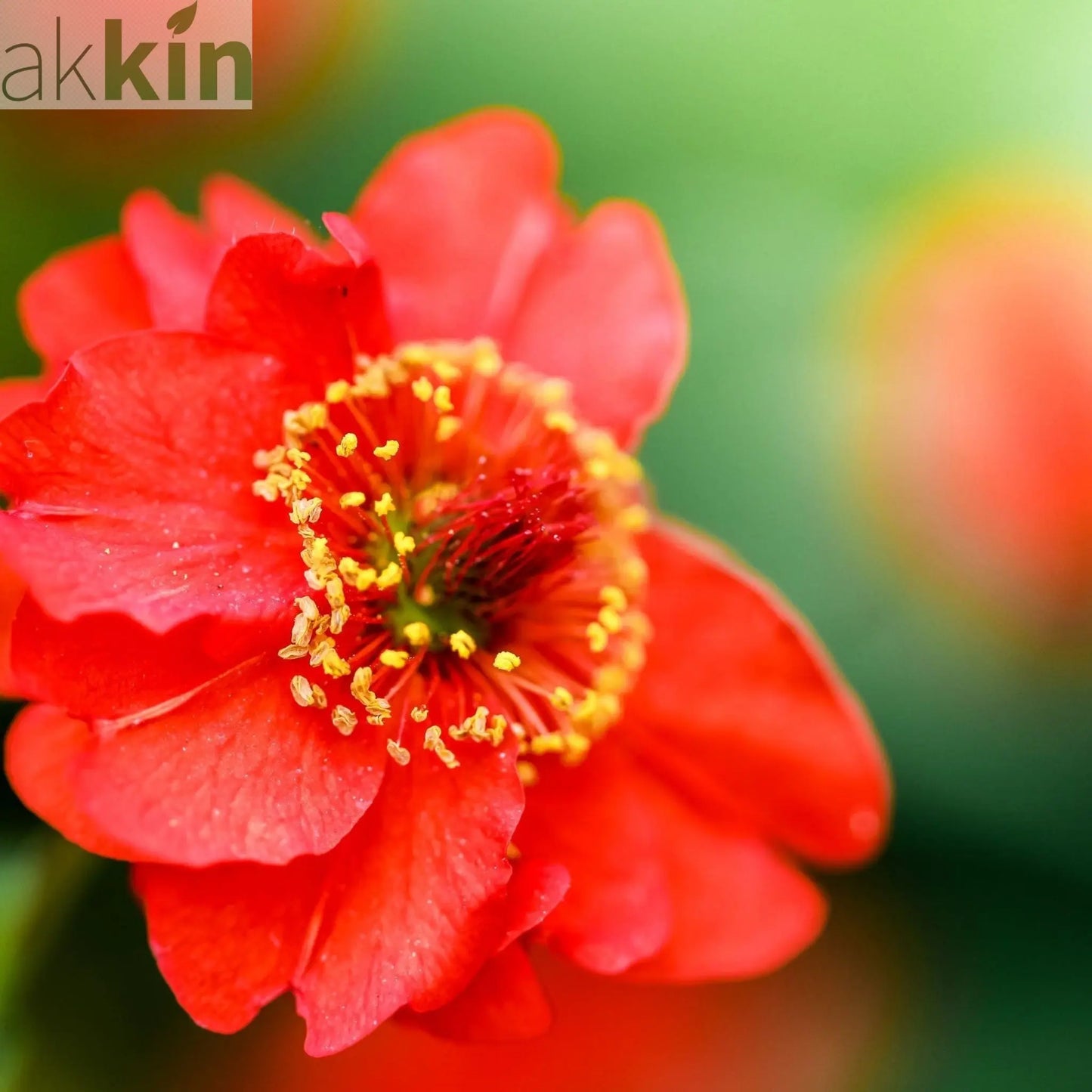 Geum 'Mrs Bradshaw' 9cm/1.5L/3L Pot One Click Plants