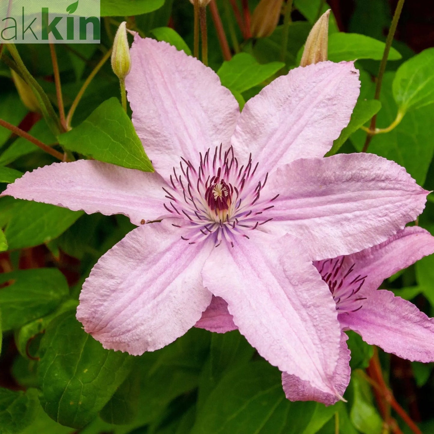 Clematis 'Hagley Hybrid' 50cm One Click Plants