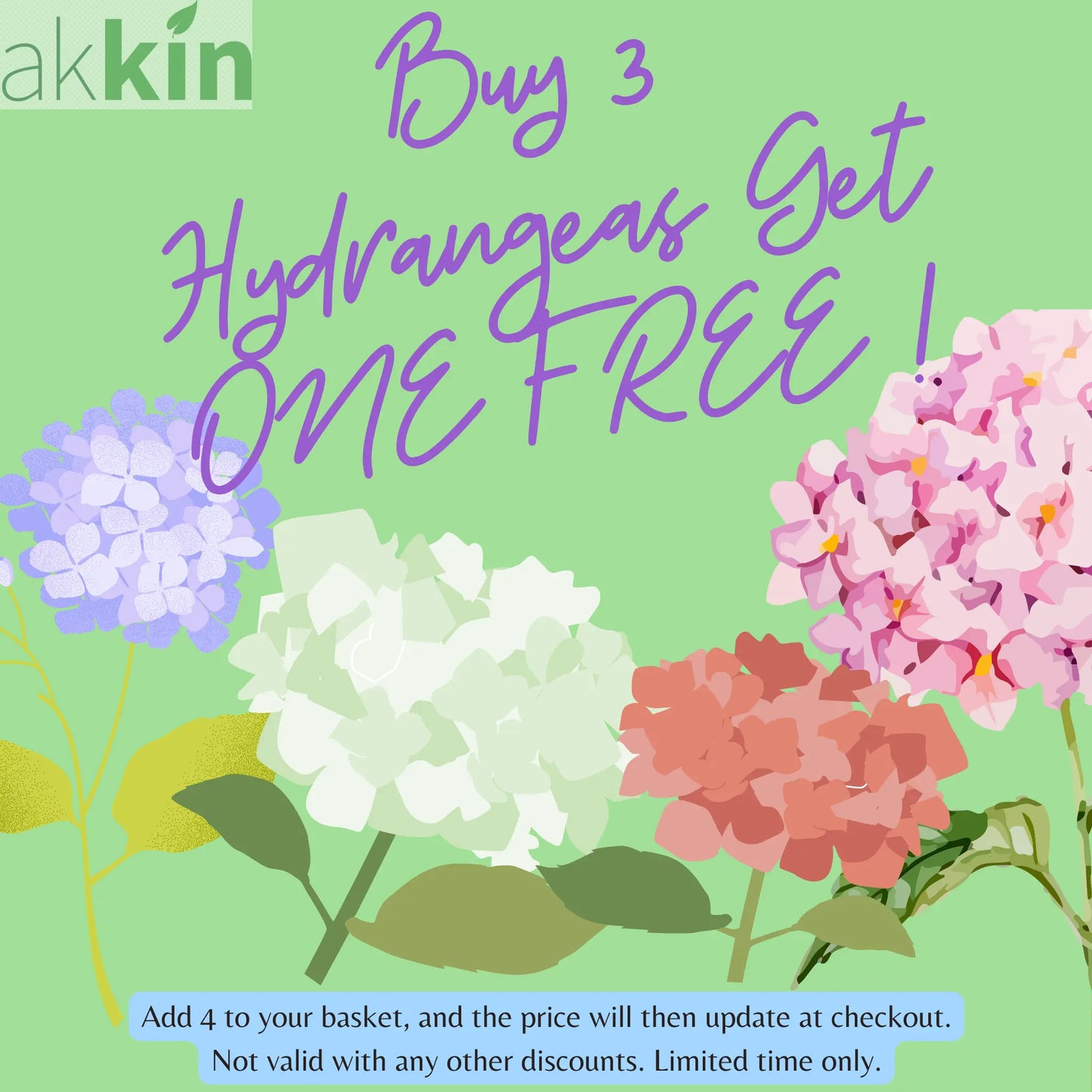 Hydrangea arborescens 'Incrediball' / 'Strong Annabelle' 3L / 5L / 7.5L / 10L / 20L One Click Plants