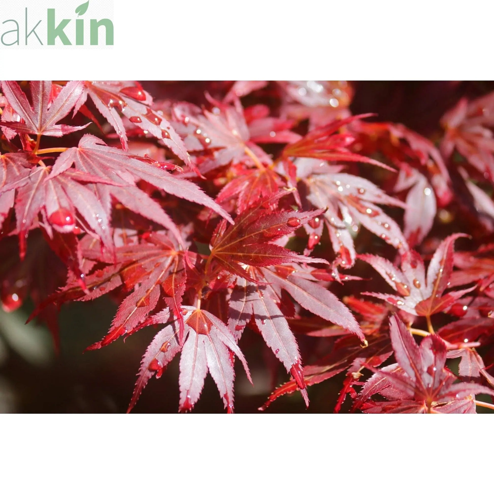 Acer palmatum 'Atropurpureum' (10cm Growers Pot) One Click Plants