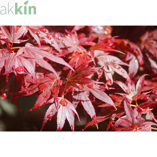 Acer palmatum 'Atropurpureum' (10cm Growers Pot) One Click Plants