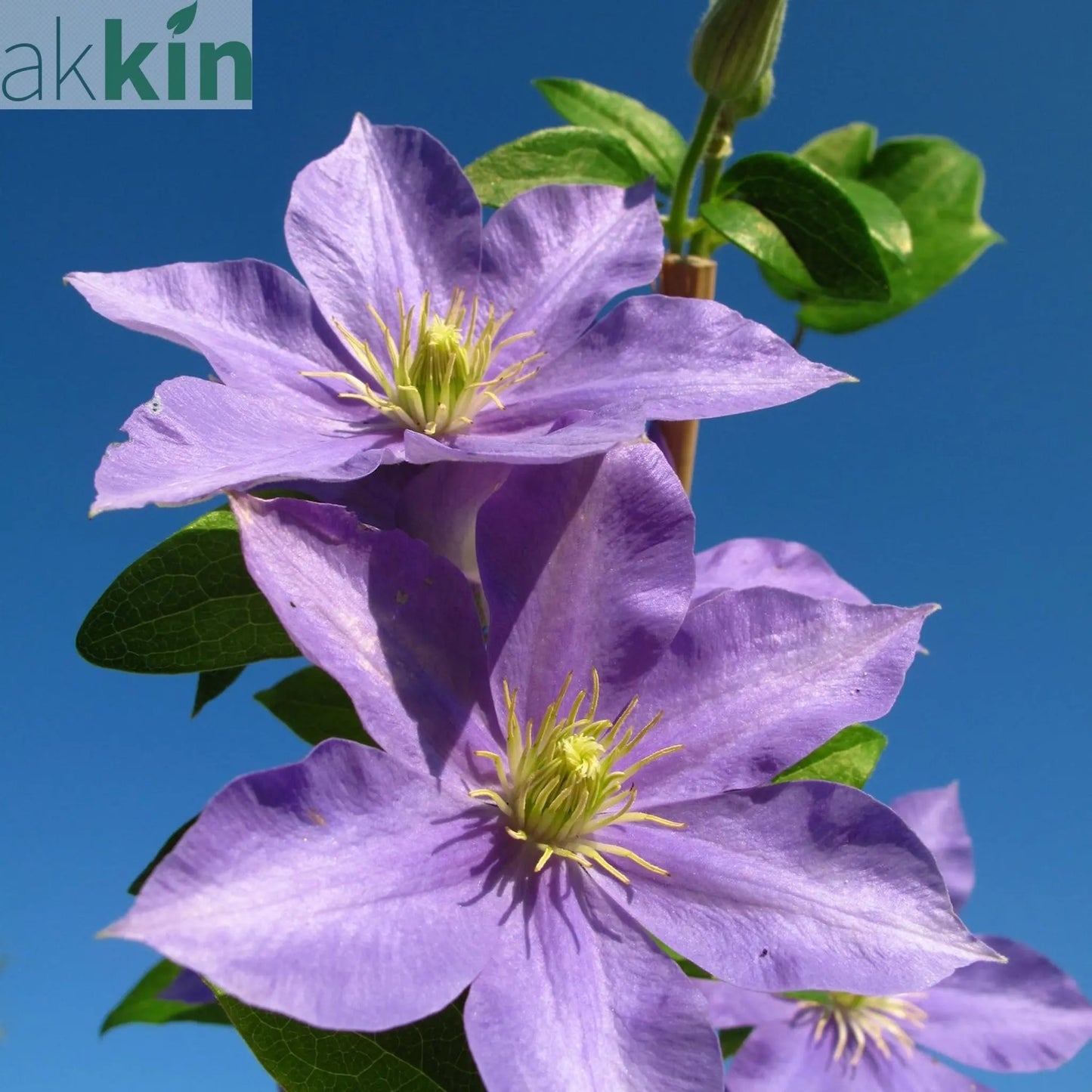 Clematis 'Justa' (80cm Cane) One Click Plants