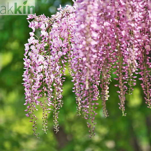 Wisteria floribunda 'Rosea' (Pink) 60cm One Click Plants