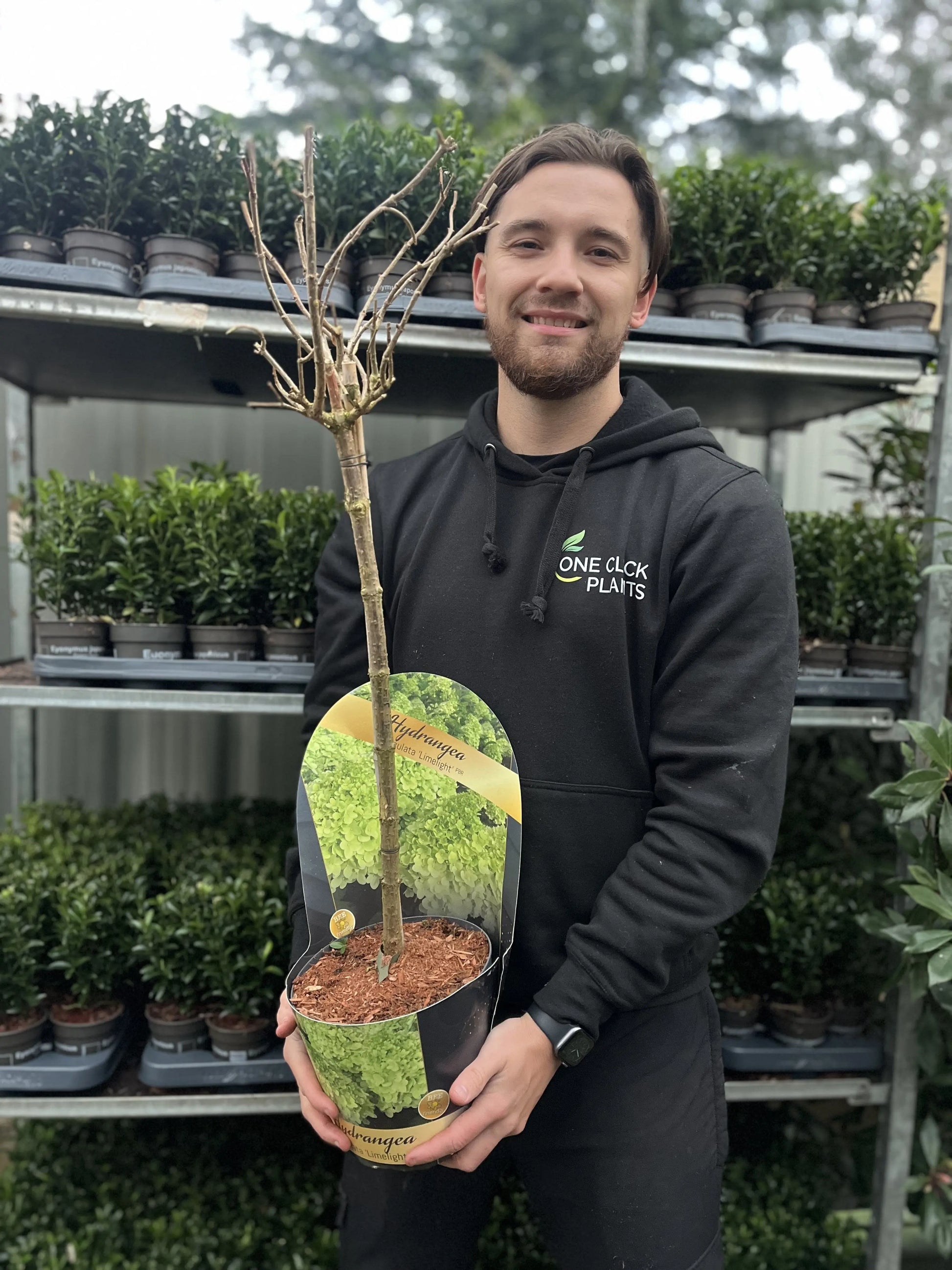 Hydrangea paniculata 'LimeLight’ Tree One Click Plants