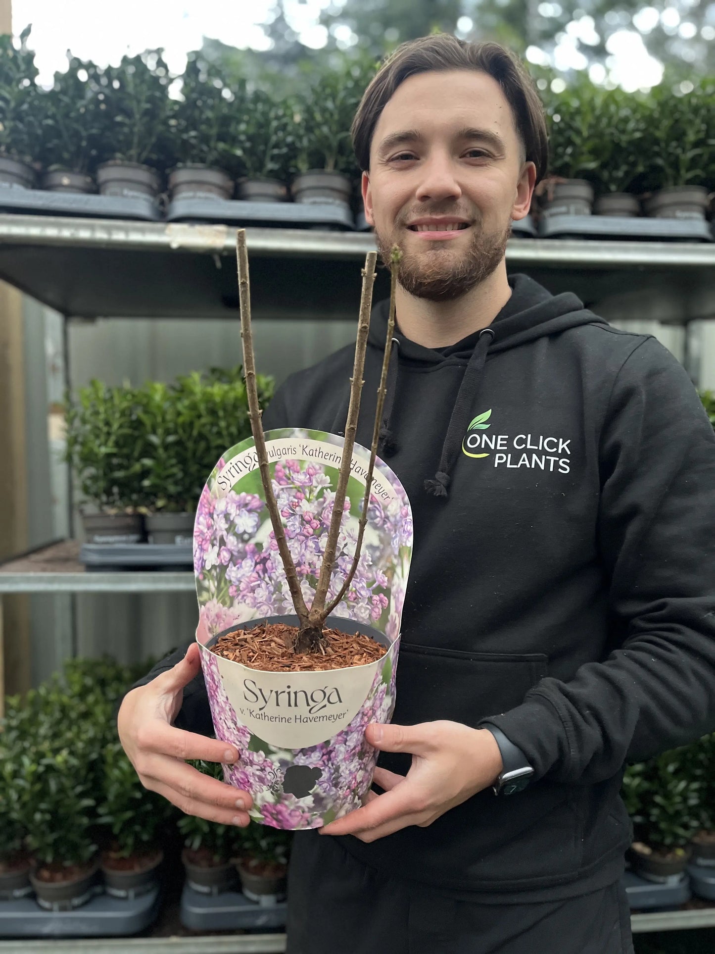 Syringa vulgaris 'Katherine Havemeyer' (Lilac) 2L One Click Plants