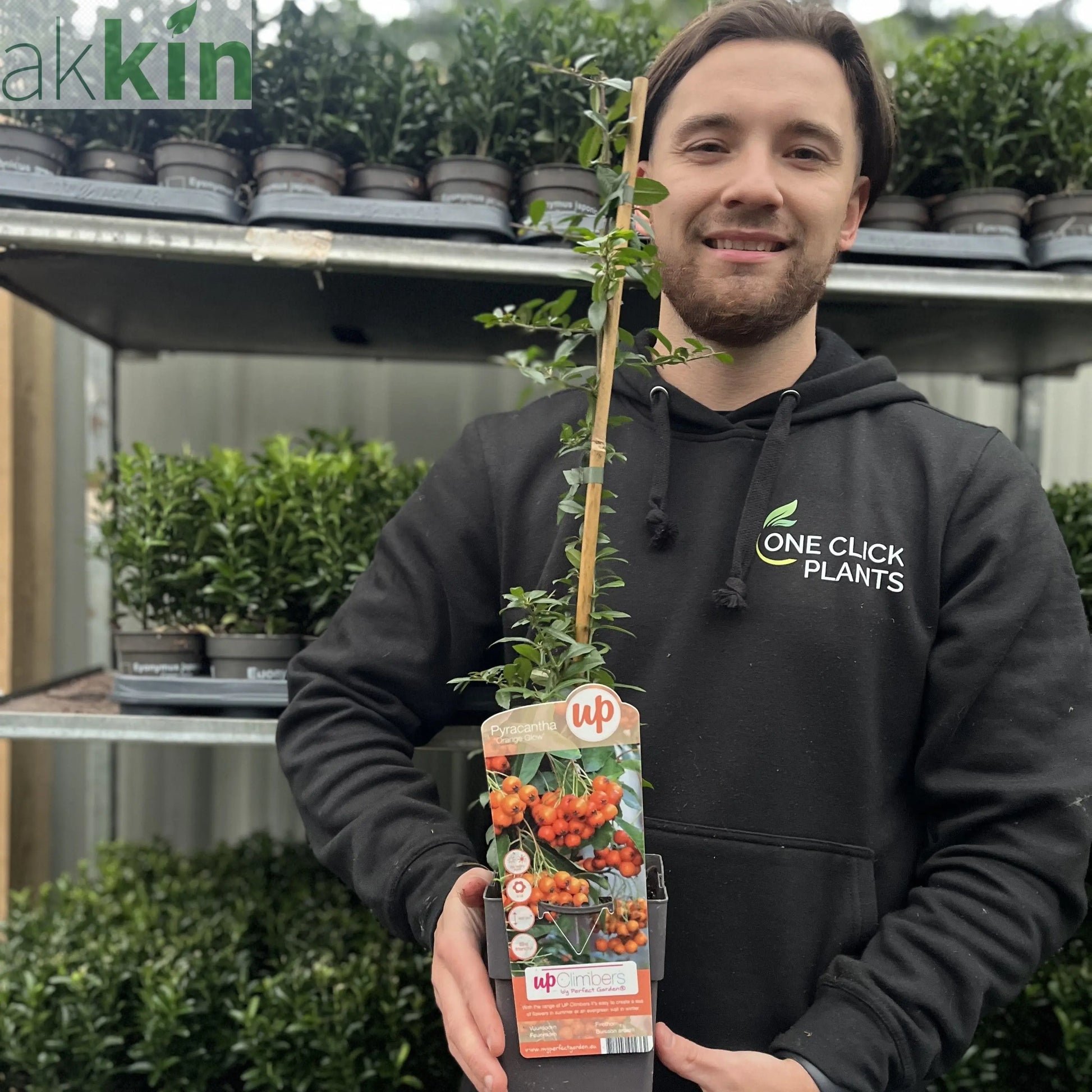 Pyracantha coccinea 'Orange Glow' 1L/2L One Click Plants