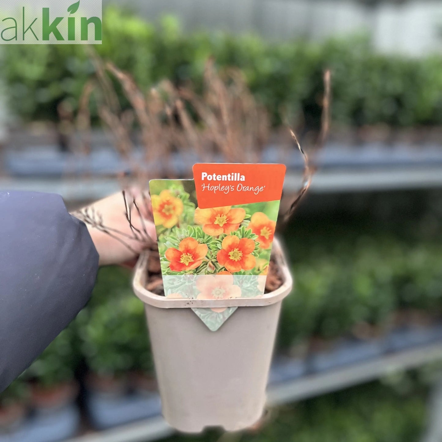 Potentilla fruticosa 'Hopleys Orange' 1L One Click Plants