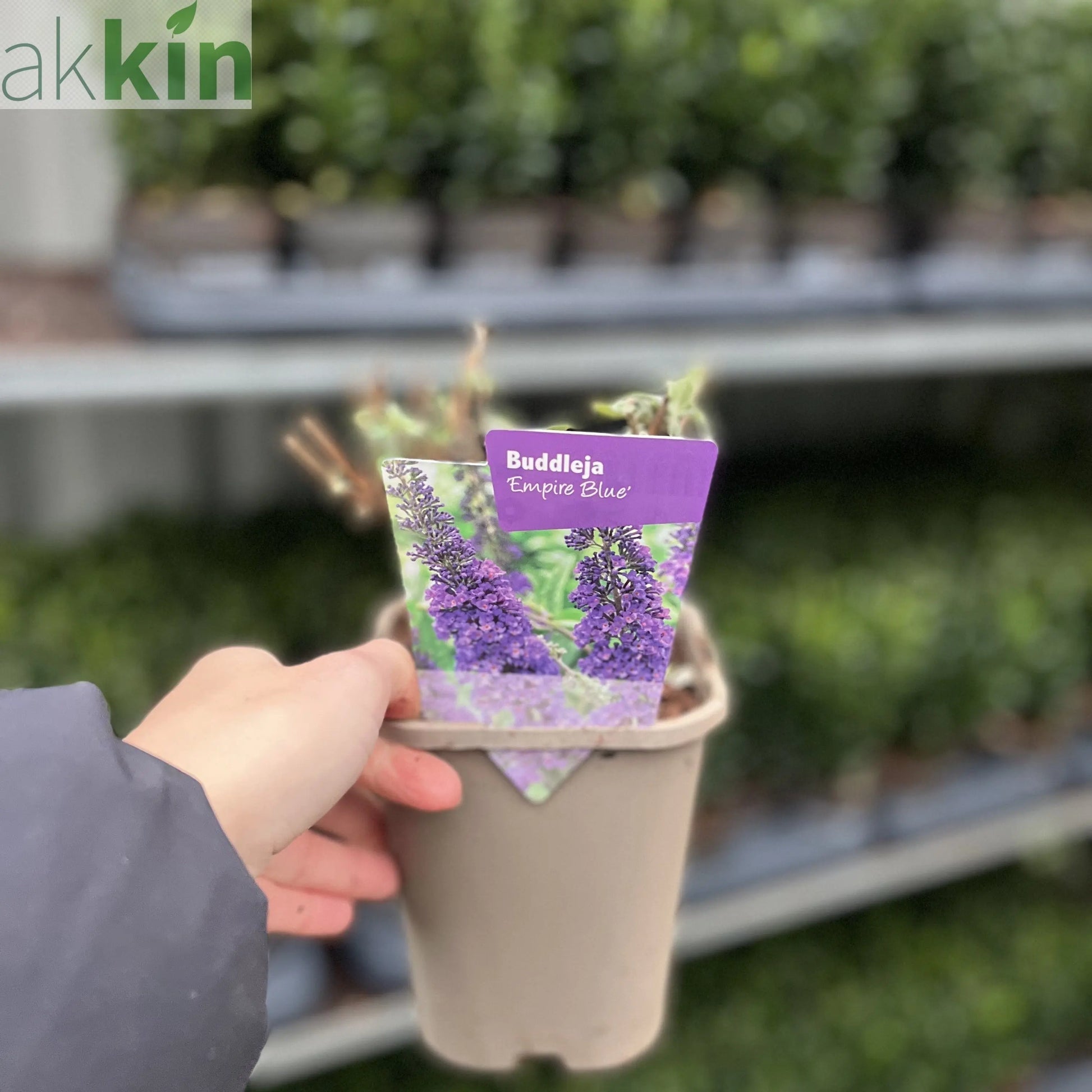 Buddleja davidii 'Empire Blue' 1L One Click Plants