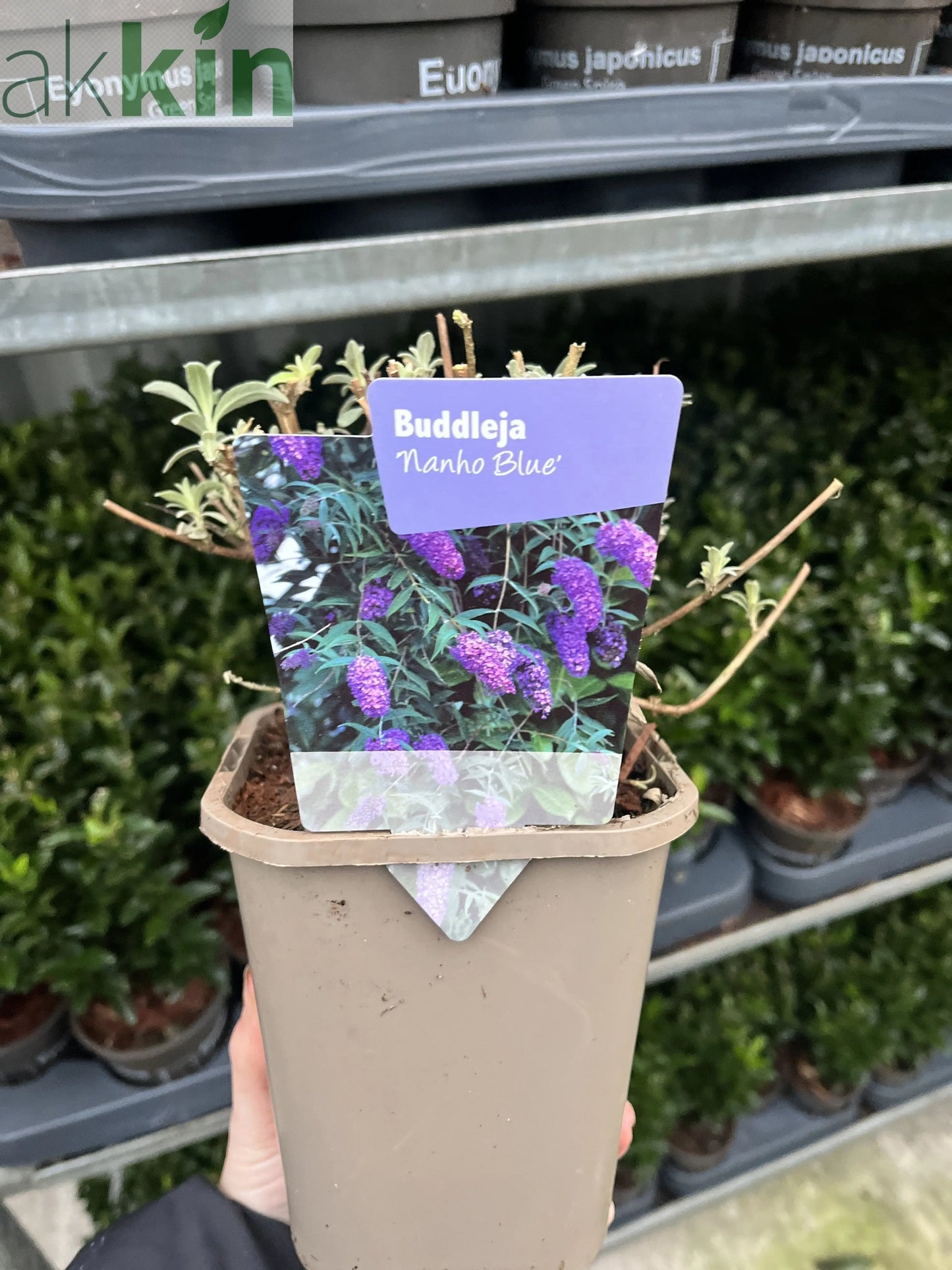 Buddleja davidii 'Nanho Blue' 1L One Click Plants