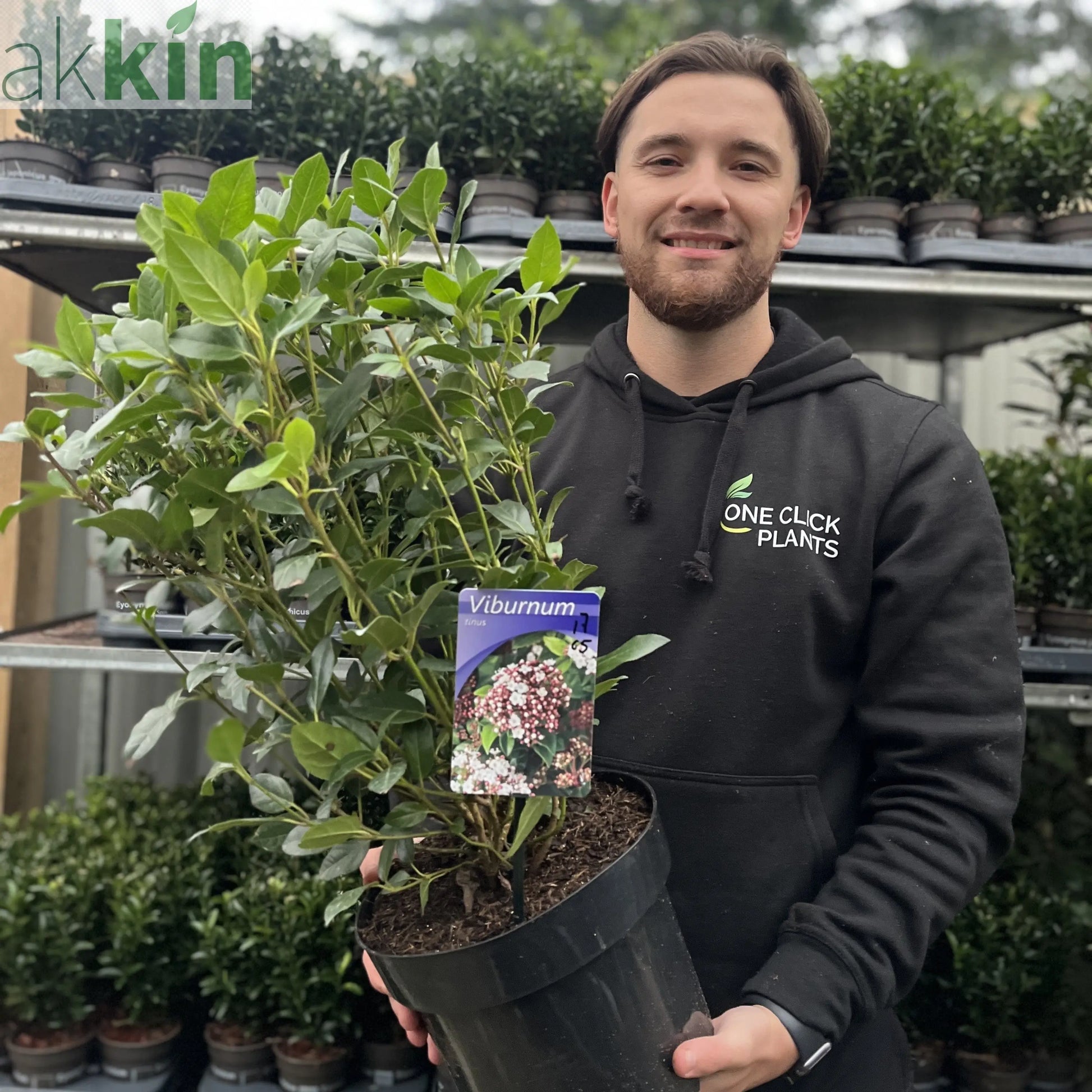 Viburnum tinus 2L / 5L One Click Plants