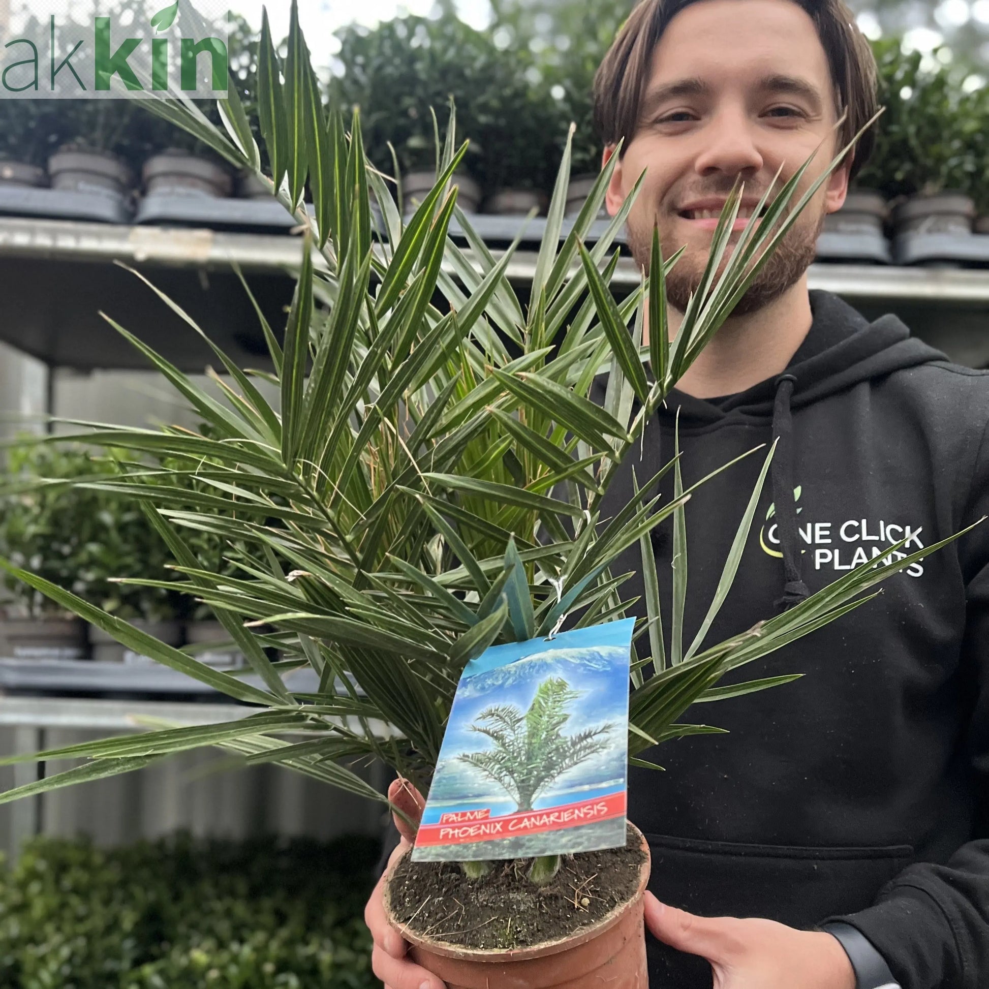 Phoenix Palm | Phoenix canariensis 'Canary Island Date Palm' 60-70cm / 70-80cm One Click Plants