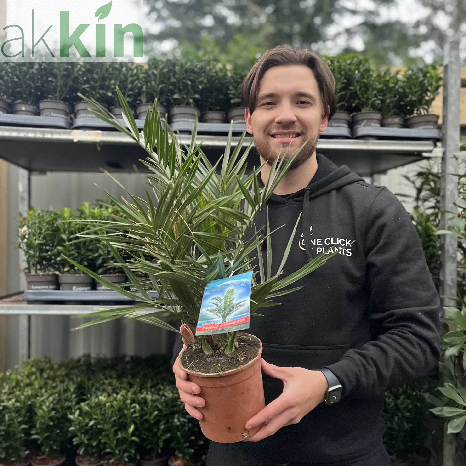 Phoenix Palm | Phoenix canariensis 'Canary Island Date Palm' 60-70cm / 70-80cm One Click Plants