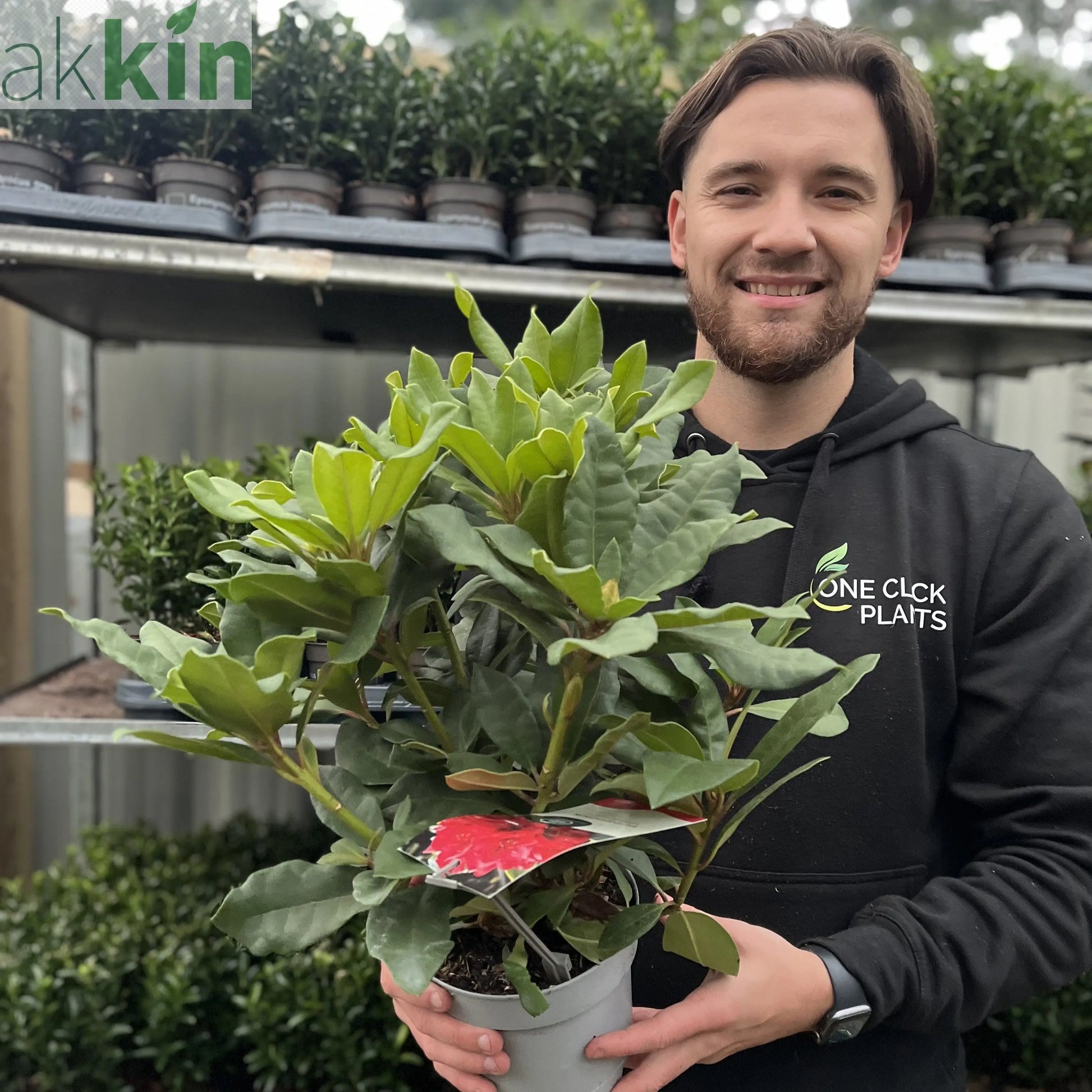 Rhododendron 'Lord Roberts' 2L One Click Plants