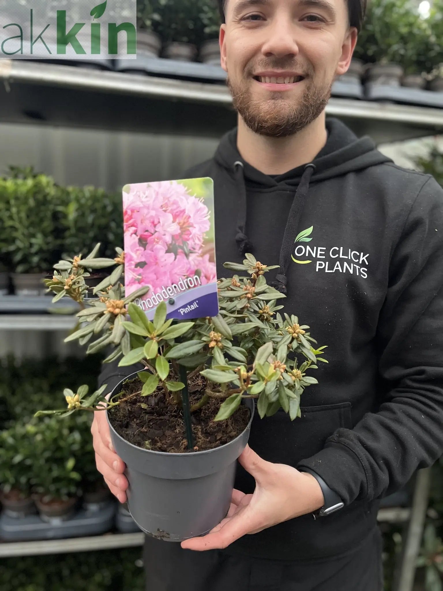 Azalea 'Pintail' 1L One Click Plants