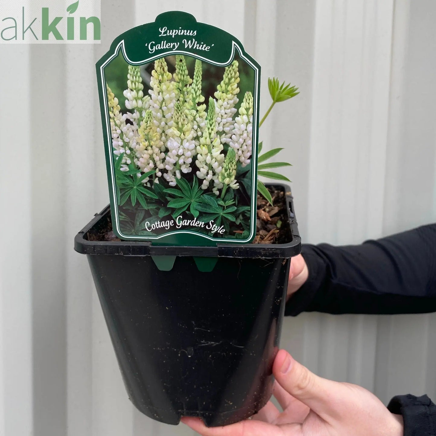 Lupin 'Gallery White' 9cm / 2L One Click Plants