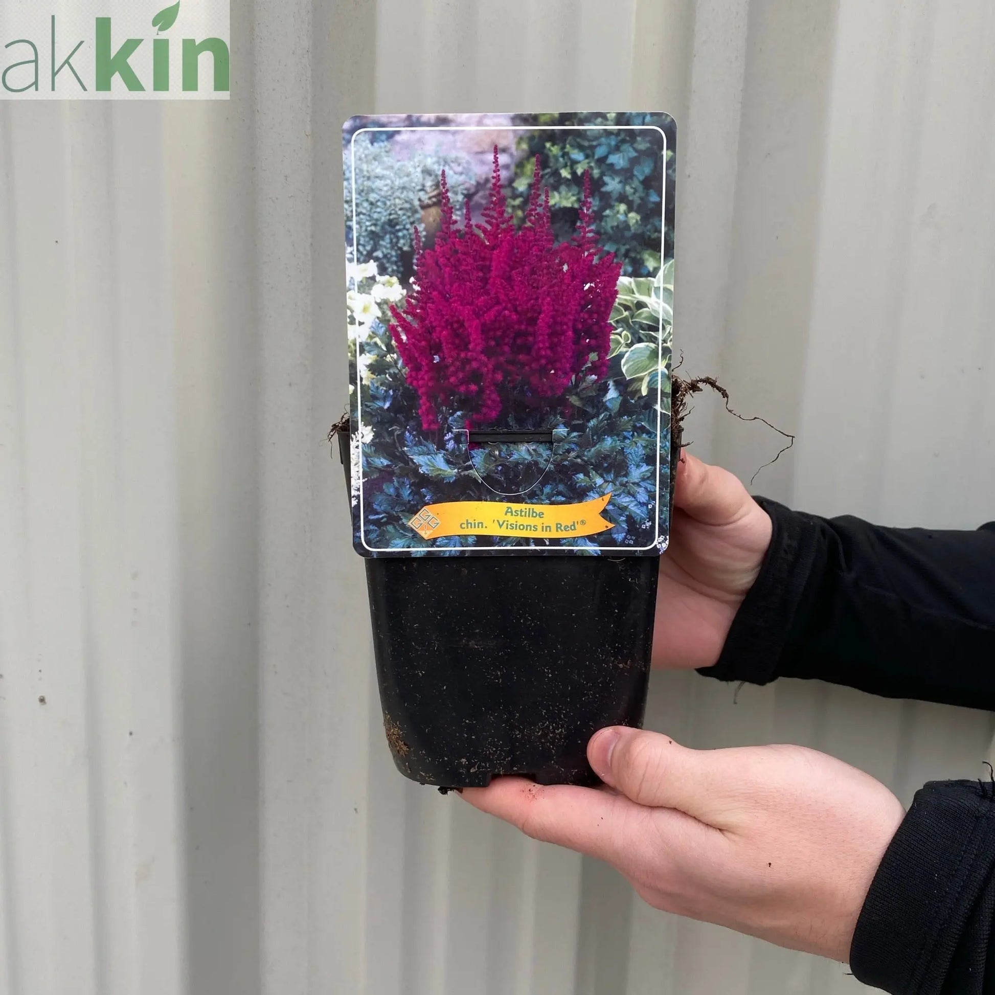 Astilbe 'Visions in Red' 1.5L One Click Plants