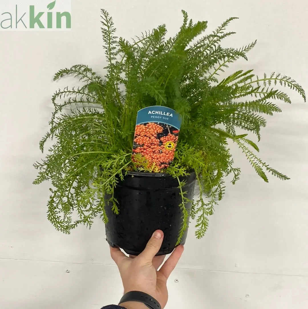 Achillea millefolium Peggy Sue 3L One Click Plants