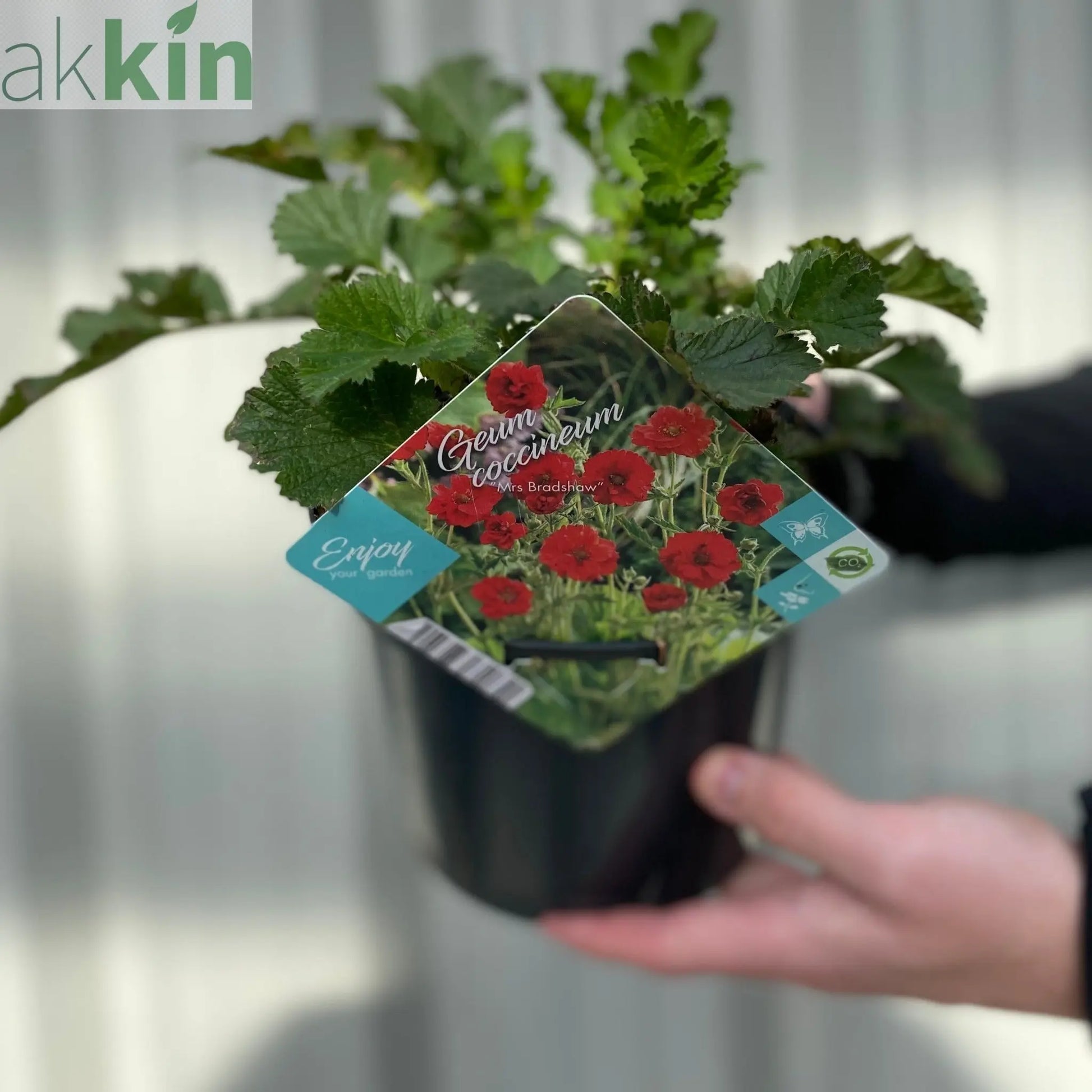 Geum 'Mrs Bradshaw' 9cm/1.5L/3L Pot One Click Plants
