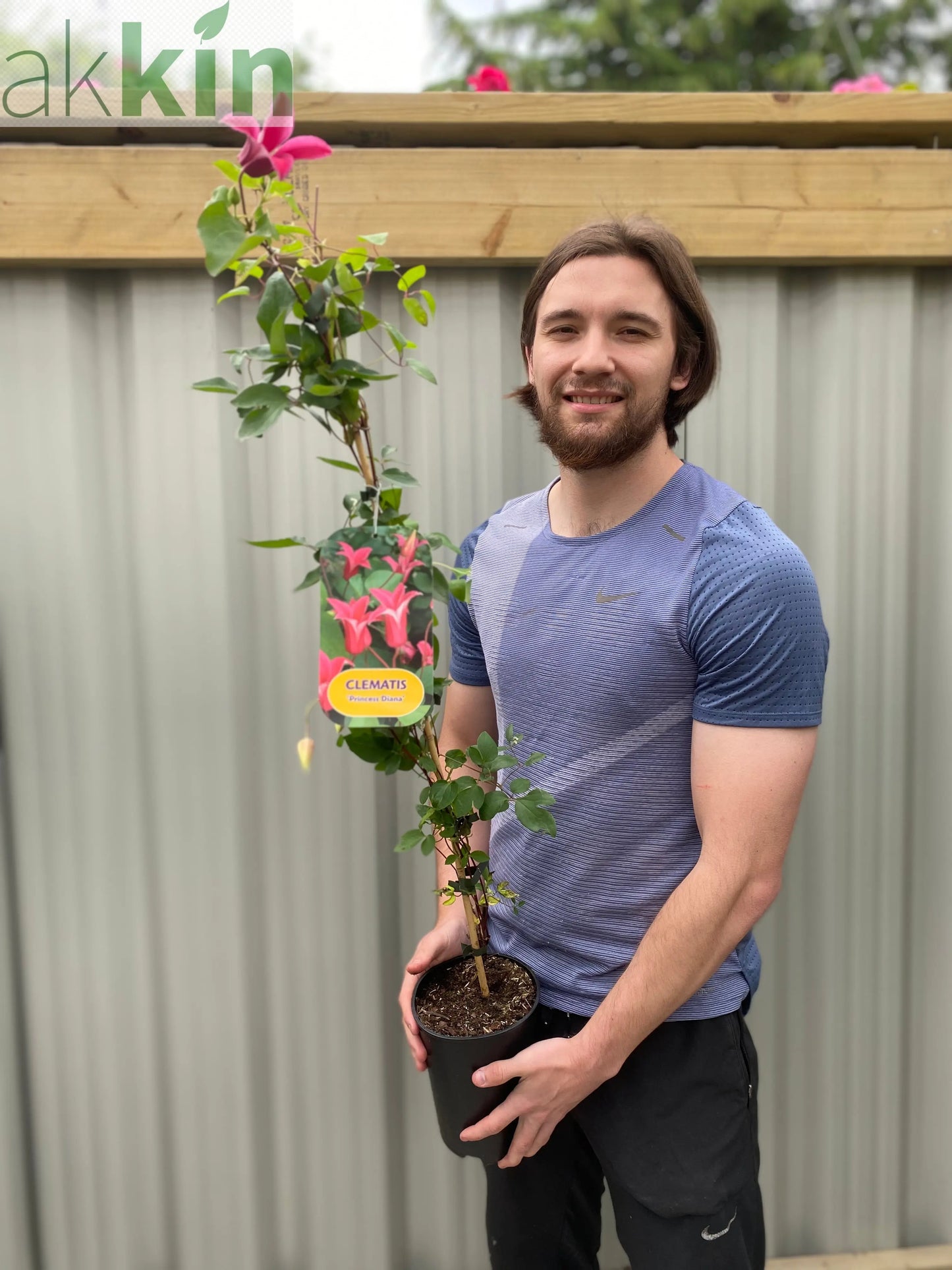 Clematis 'Princess Diana' 70cm One Click Plants