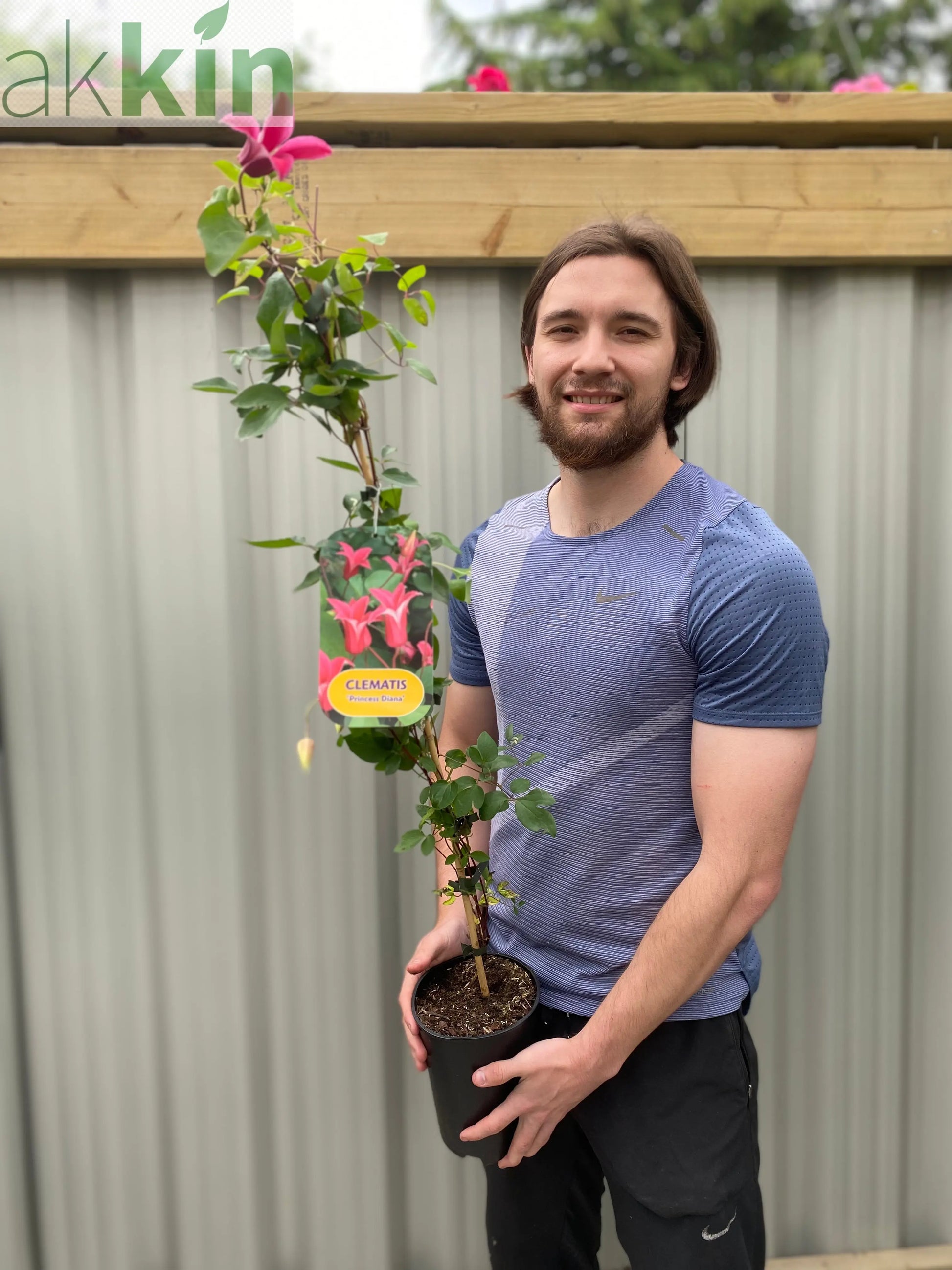 Clematis 'Princess Diana' 70cm One Click Plants