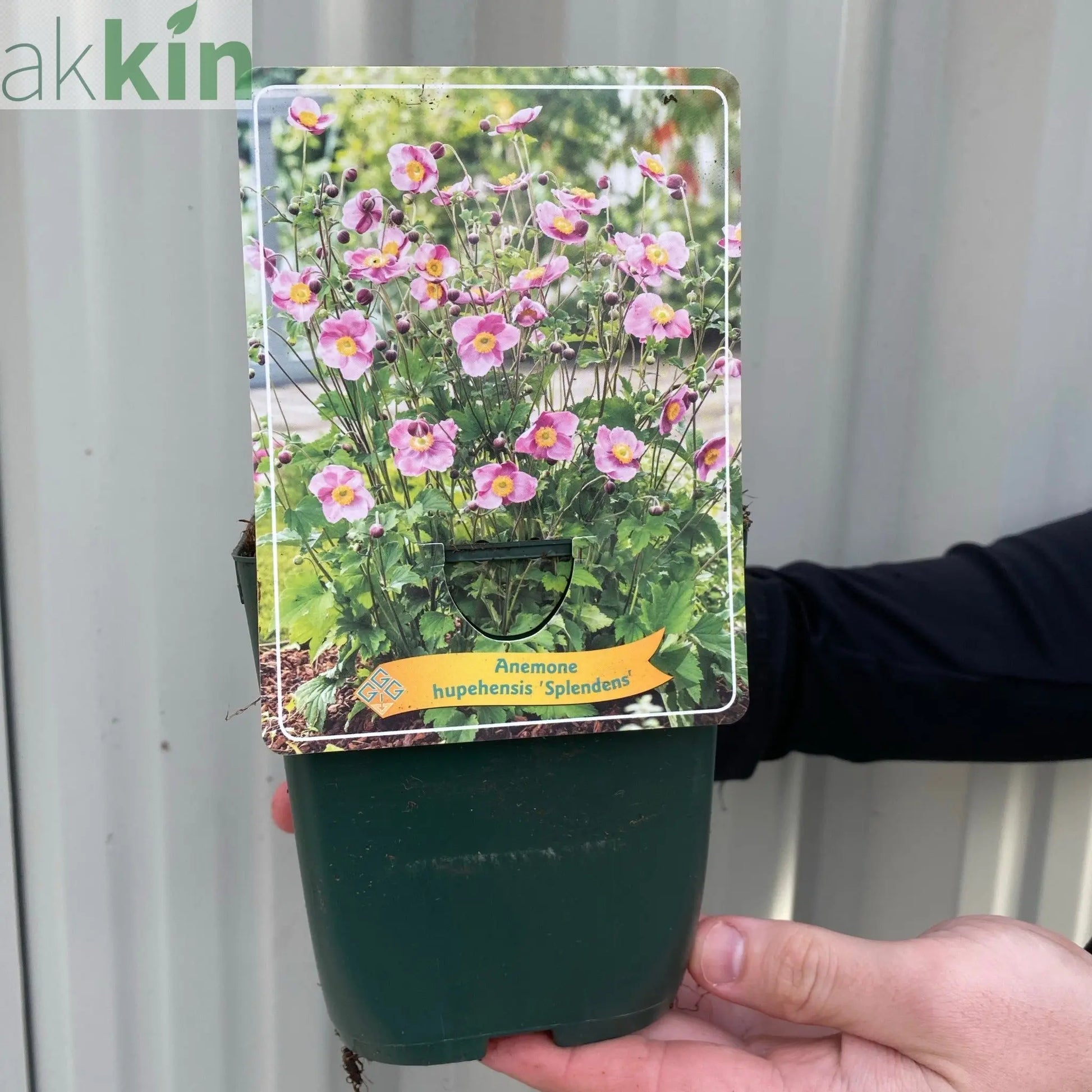Anemone huphensis - 'Splendens' 1.5L One Click Plants