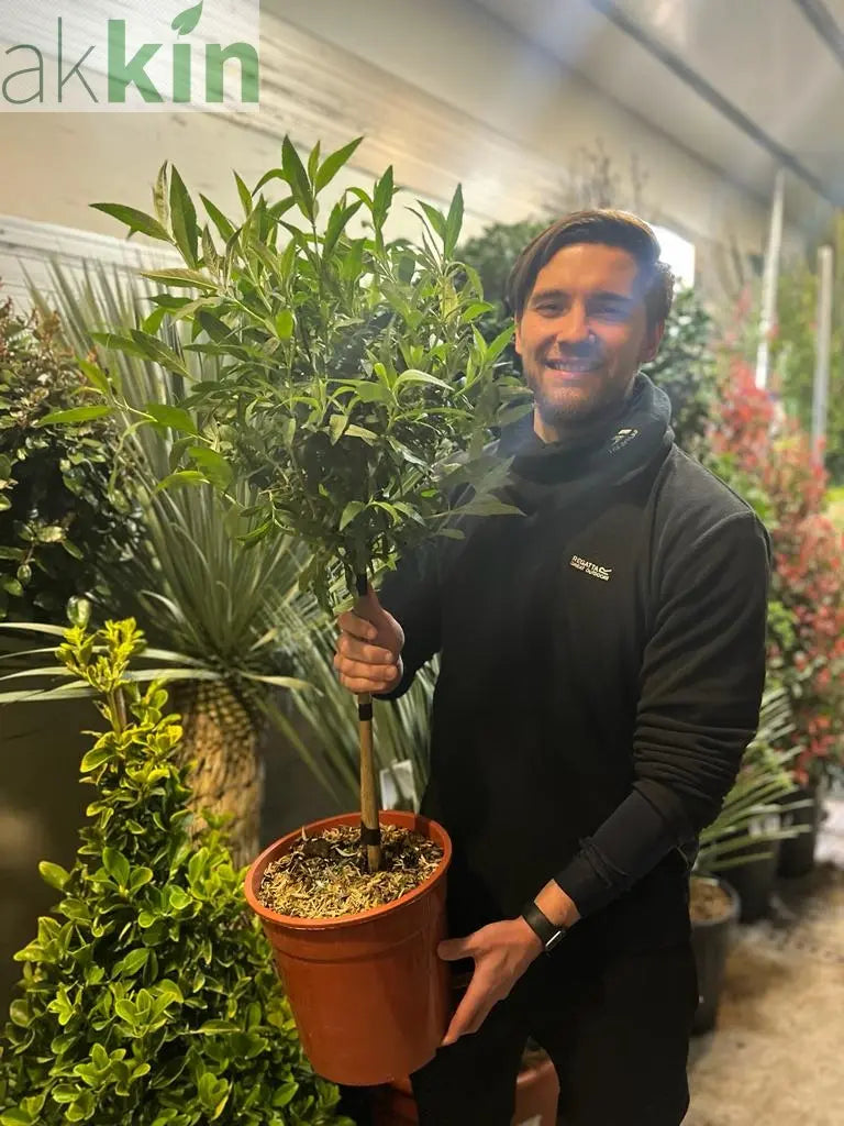 Buddleja Patio Tree - Mixed Colours 1m (Multibuy Offers Available) One Click Plants