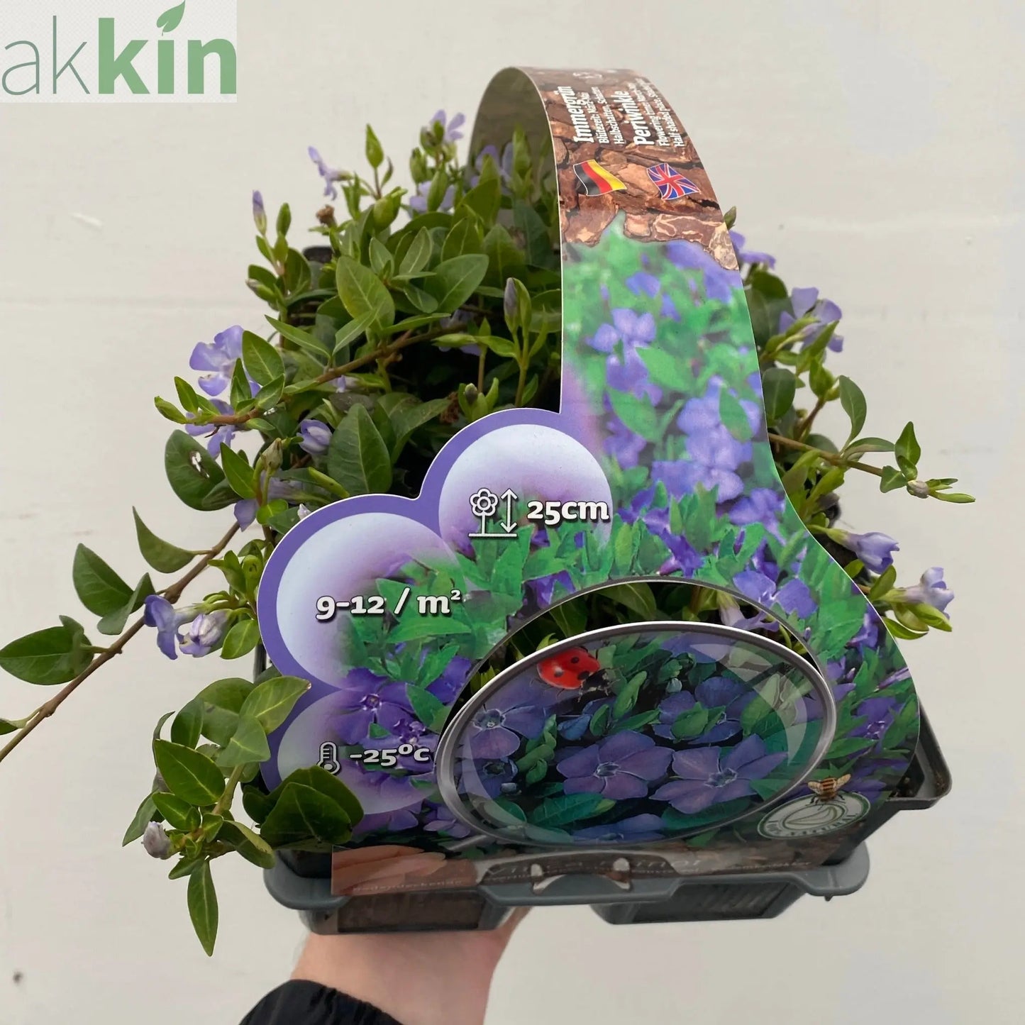 Vinca minor (periwinkle) 6 x 9cm pots One Click Plants