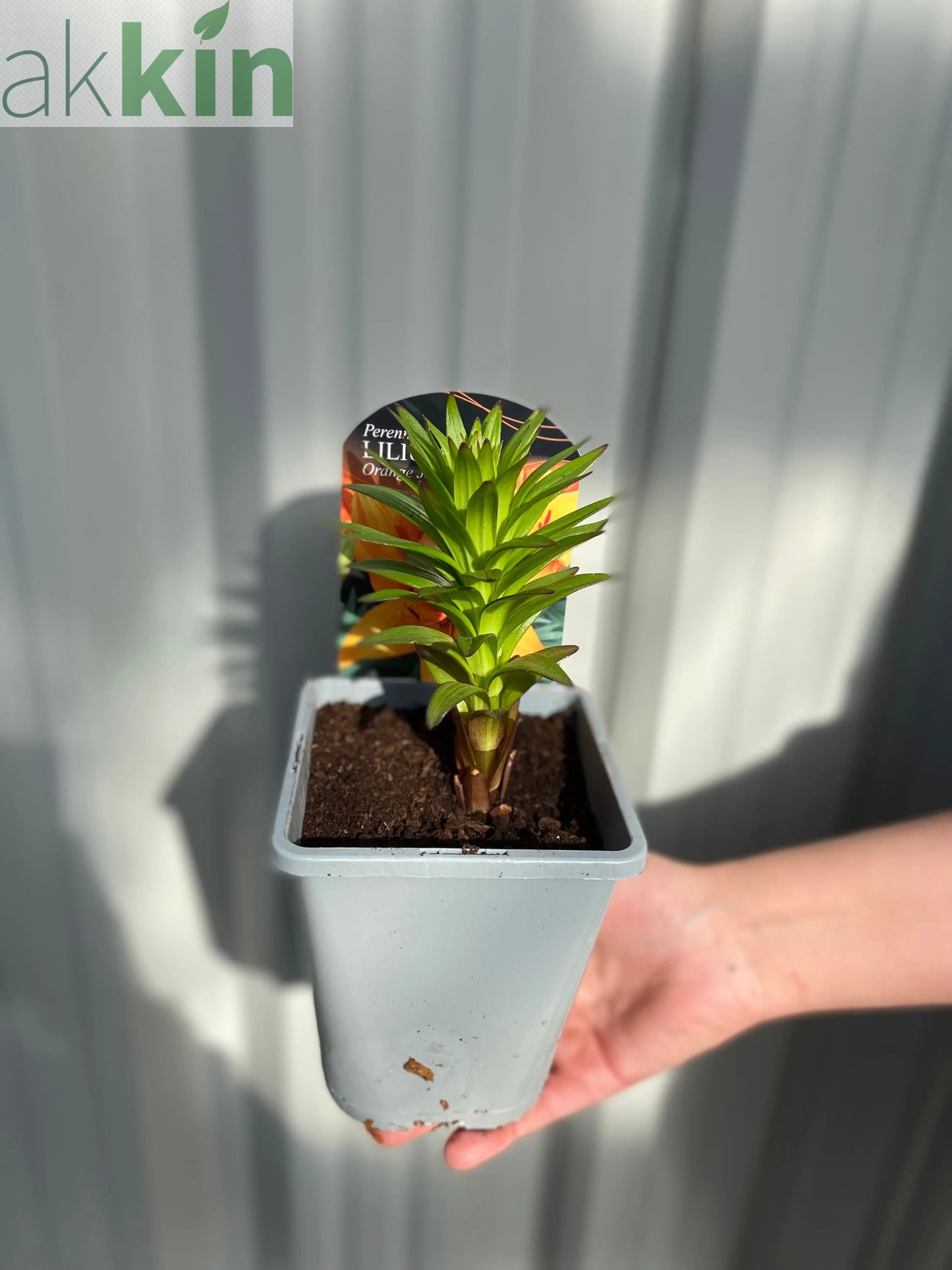 Lilium - Orange Joy (Asiatic Lily) 1L One Click Plants