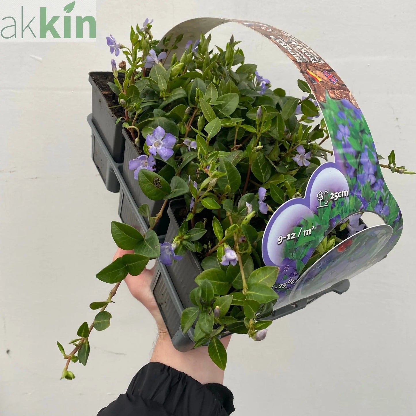 Vinca minor (periwinkle) 6 x 9cm pots One Click Plants