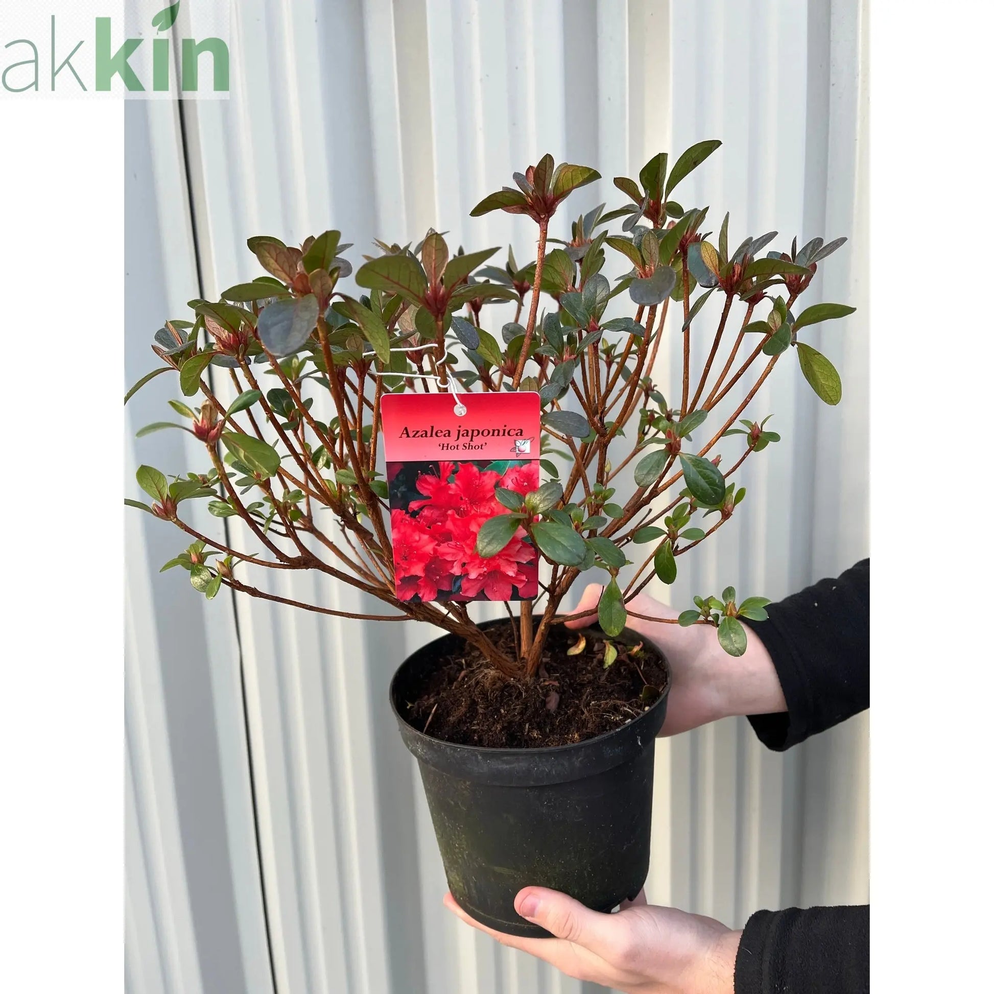 Azalea 'Hotshot' 2L One Click Plants