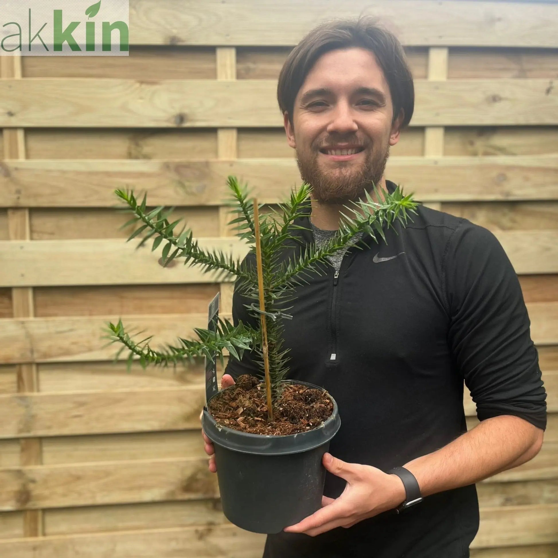 Araucaria Araucana | Monkey Puzzle Tree One Click Plants