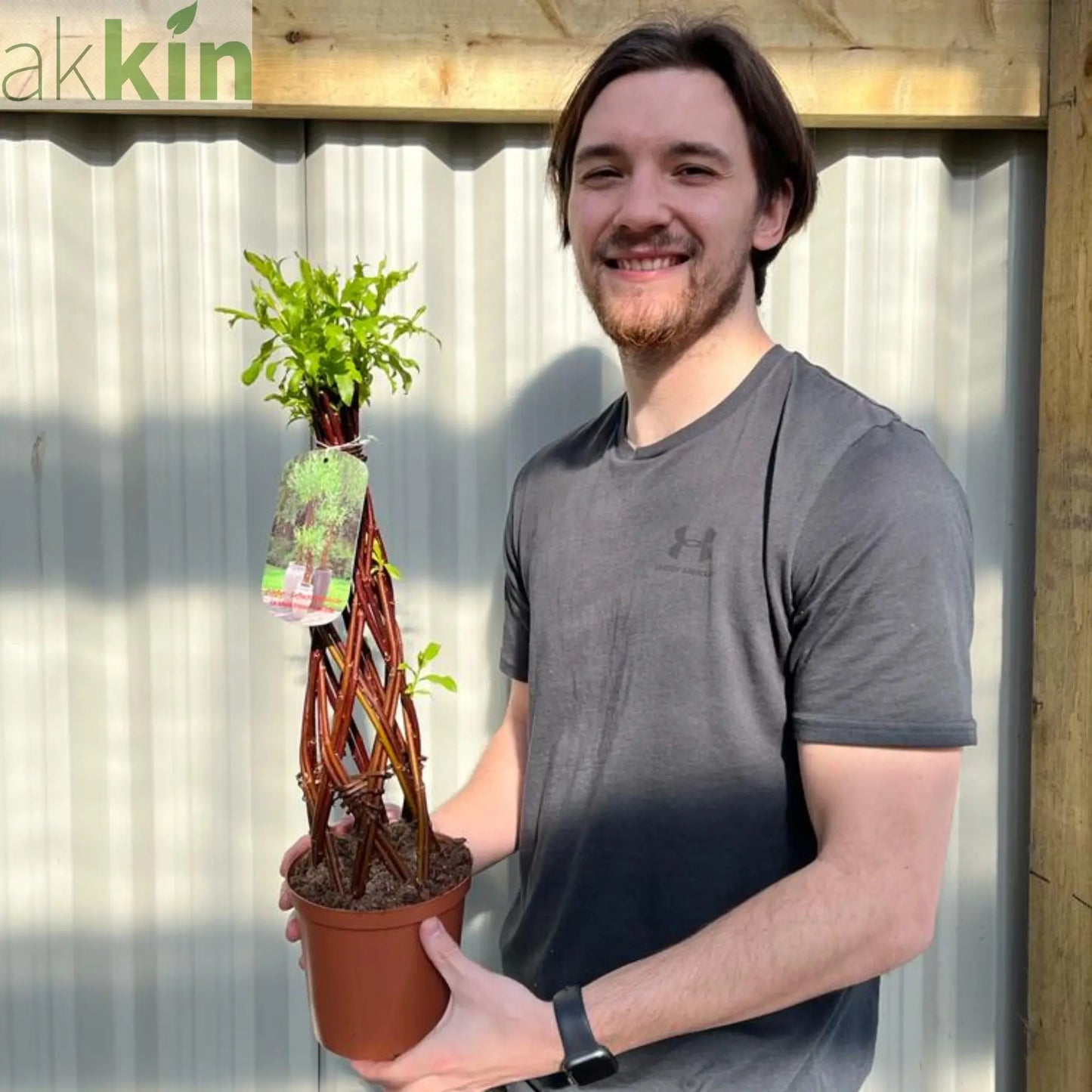 Salix - Living Braided Willow Tree Sculpture (55-60cm One Click Plants