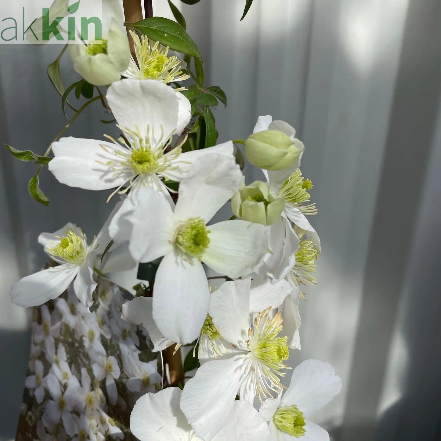 Clematis 'Spring Joy' One Click Plants