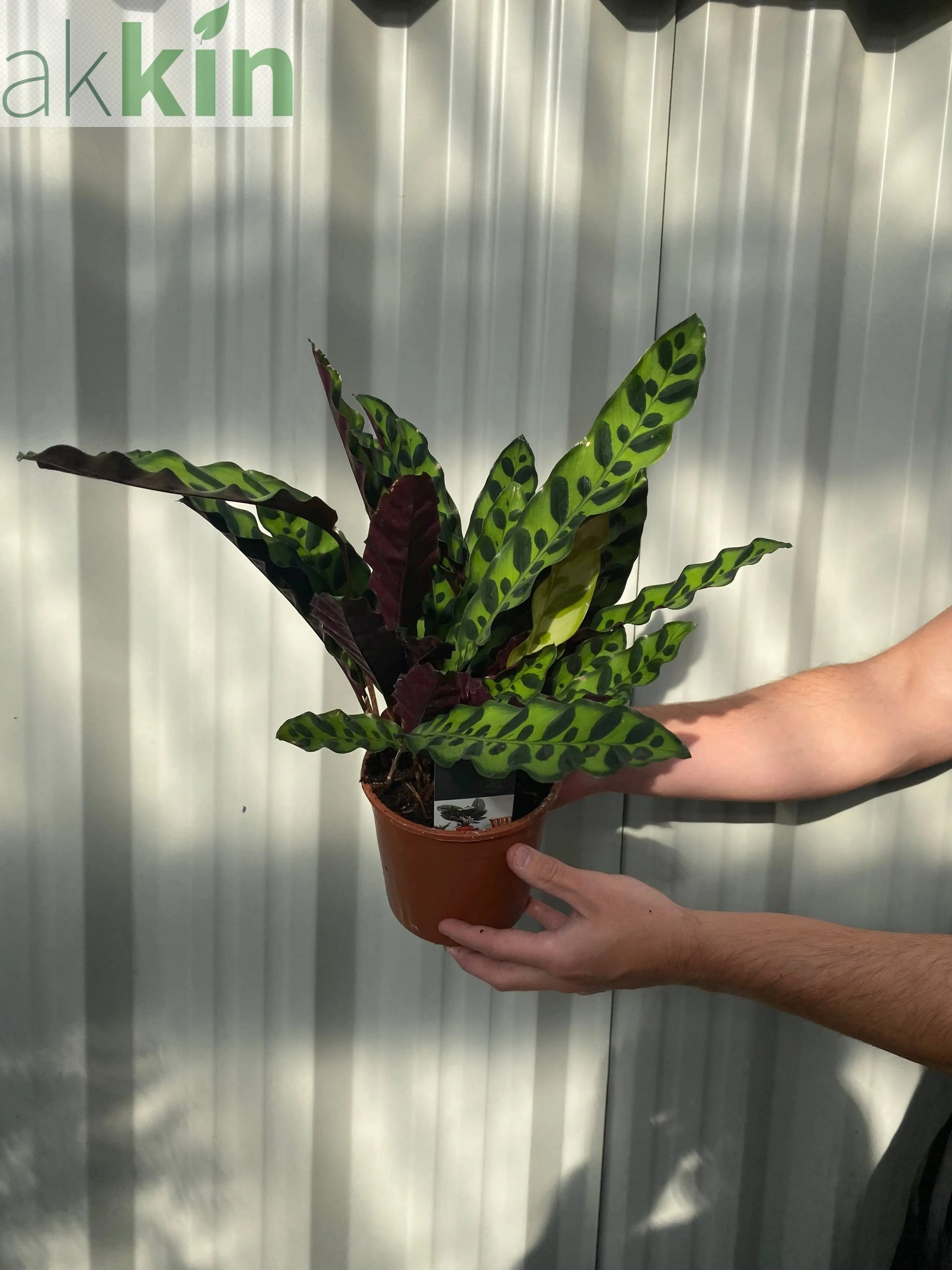 Calathea lancifolia 50cm One Click Plants
