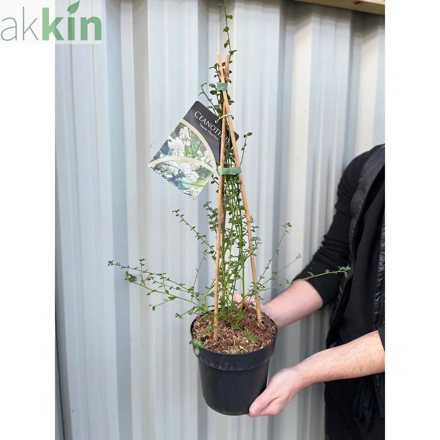 Ceanothus thyrsiflorus 'Snow Flurries' | Evergreen, White Californian Lilac | 2L One Click Plants