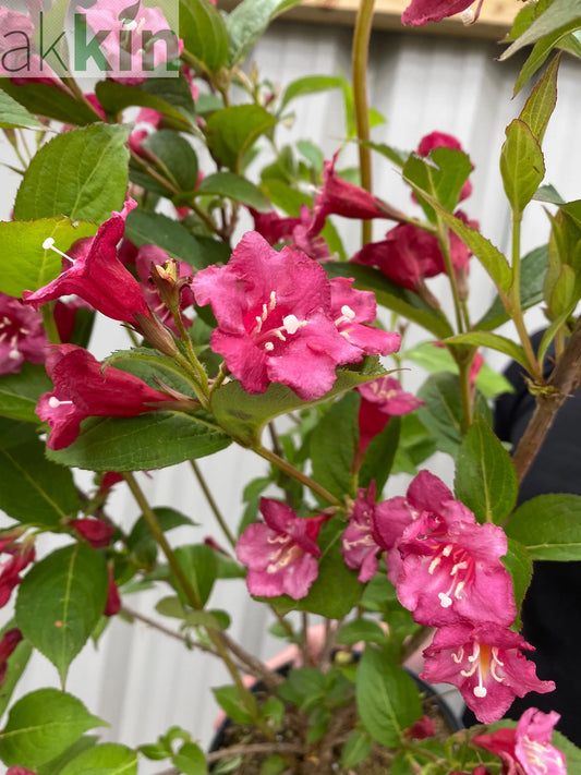 Weigela Florida 'Bristol Ruby' (2 Sizes Available) One Click Plants