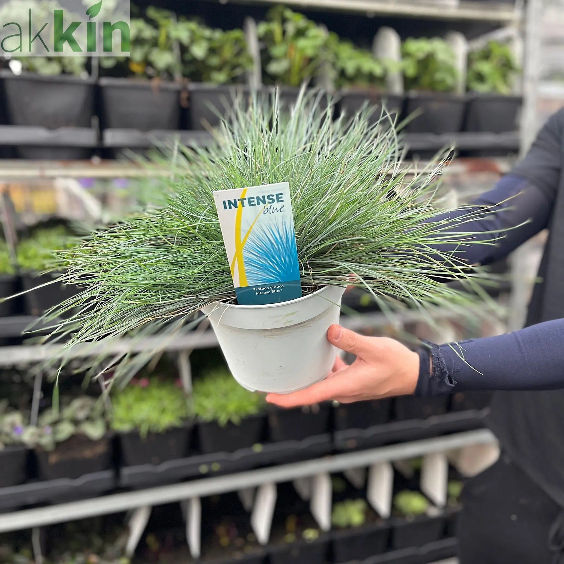 Blue Grass - Festuca Elijah Blue One Click Plants