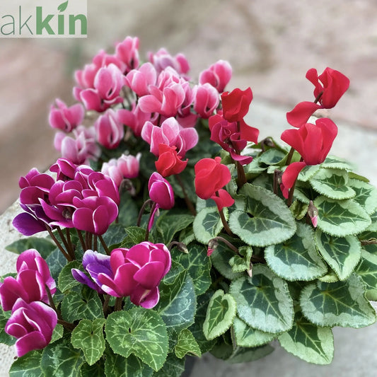 Cyclamen Mix of 3 Plants (3 x 9cm Pots) One Click Plants