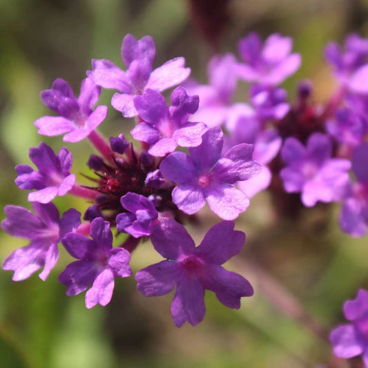 Verbena rigida 'Dazzling Night' 9cm/1.5L One Click Plants