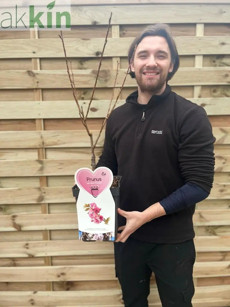 Ornamental Flowering Cherry Blossom Tree Dwarf - Prunus serrulata 'Kanzan' (2 Sizes Available) One Click Plants