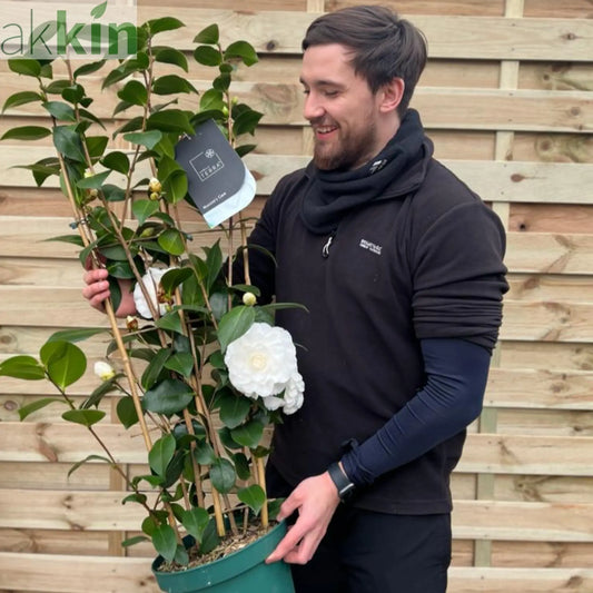 Camellia japonica 'Nuccio's Gem' 2L / 5L (100cm) One Click Plants