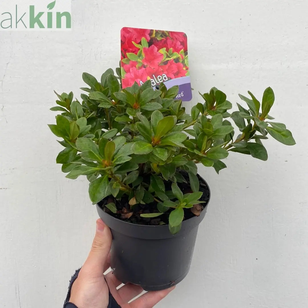 Azalea 'Geisha Red' 1/2L One Click Plants