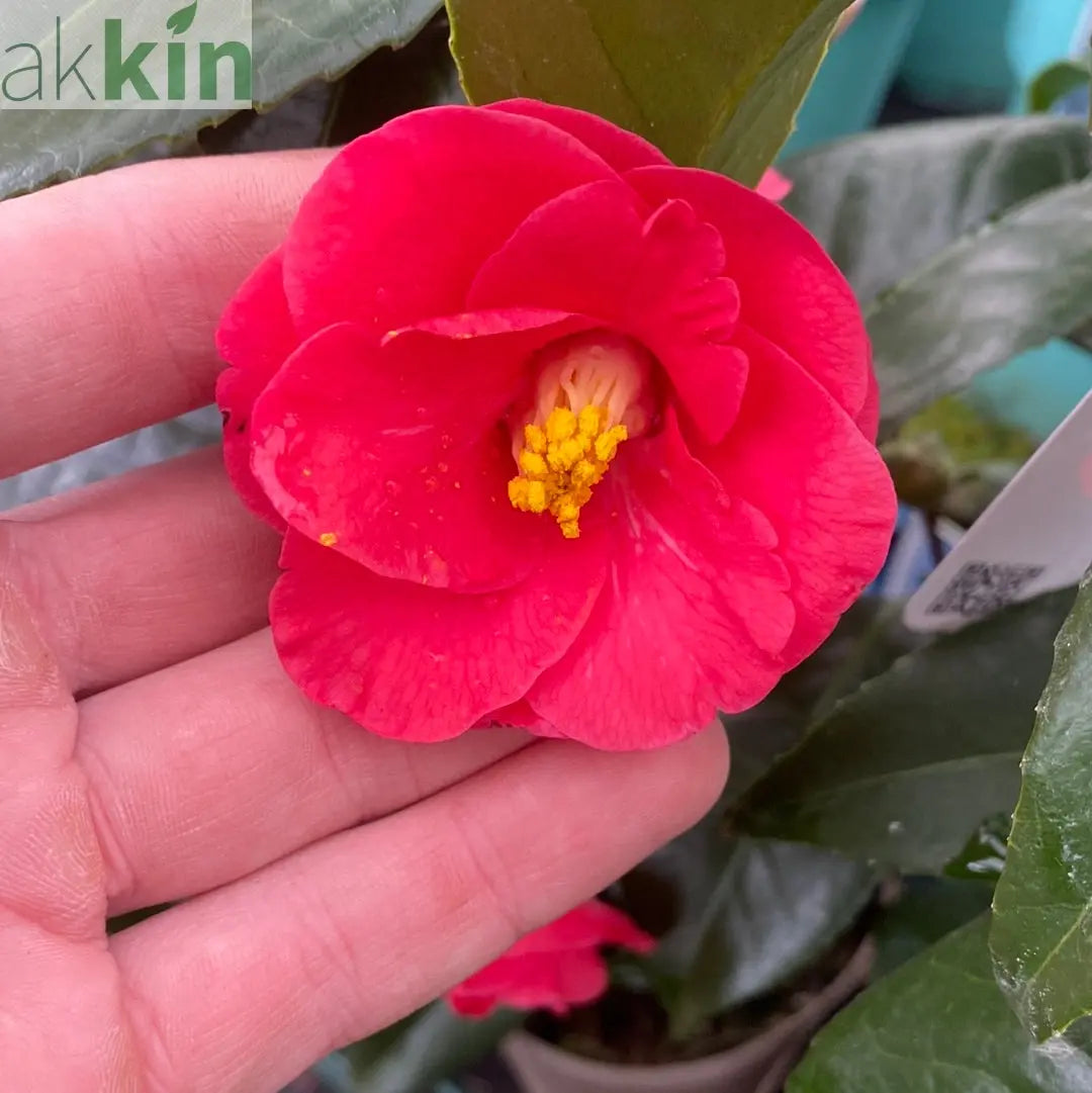 Camellia x Wiliamsi (Hybrid Camellia) 50-60cm One Click Plants