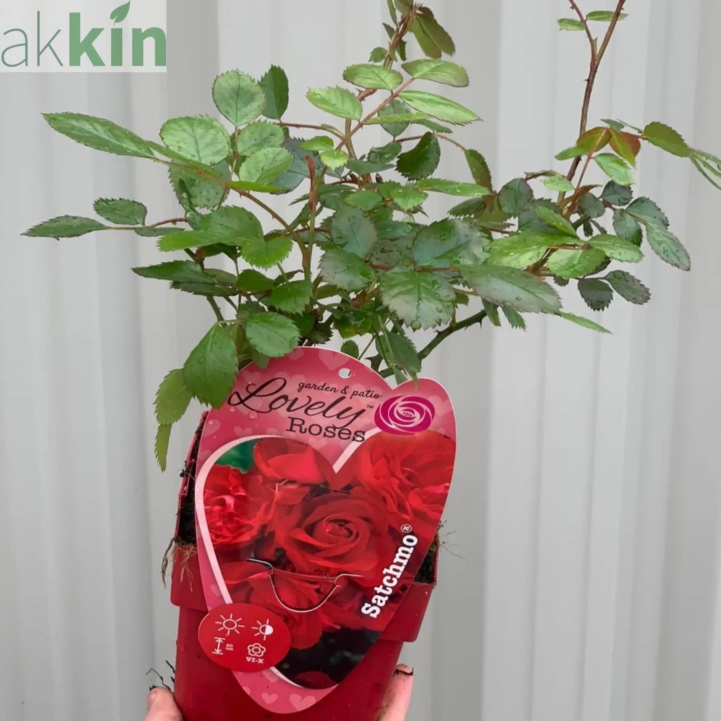 Patio Roses - Statchmo One Click Plants