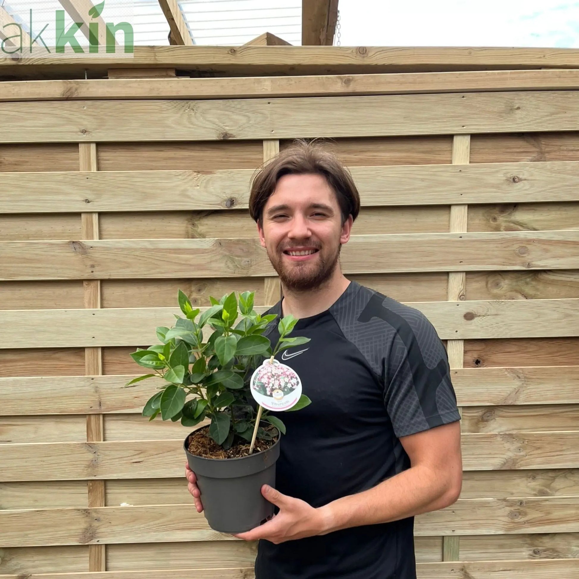 Viburnum tinus 2L / 5L One Click Plants
