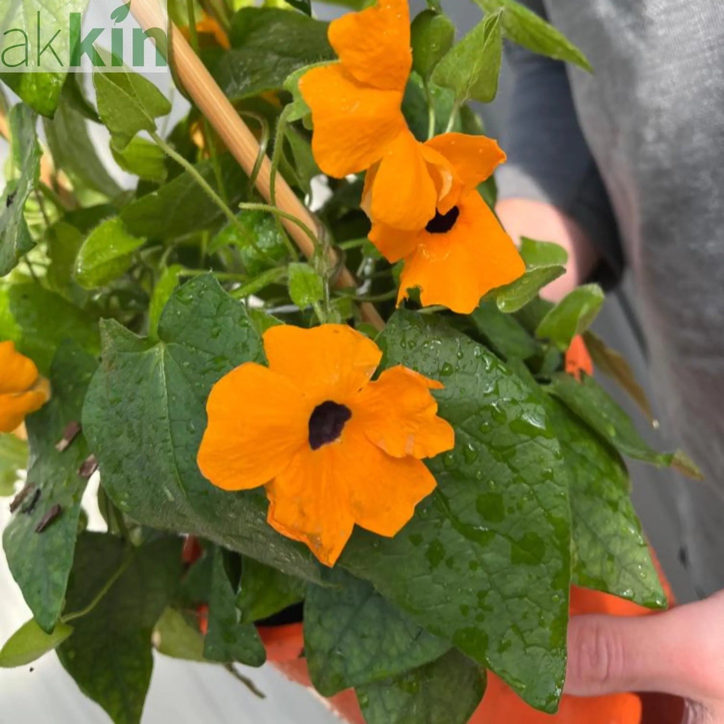 Thunbergia alata Black Eyed Susie (Orange Eye) One Click Plants